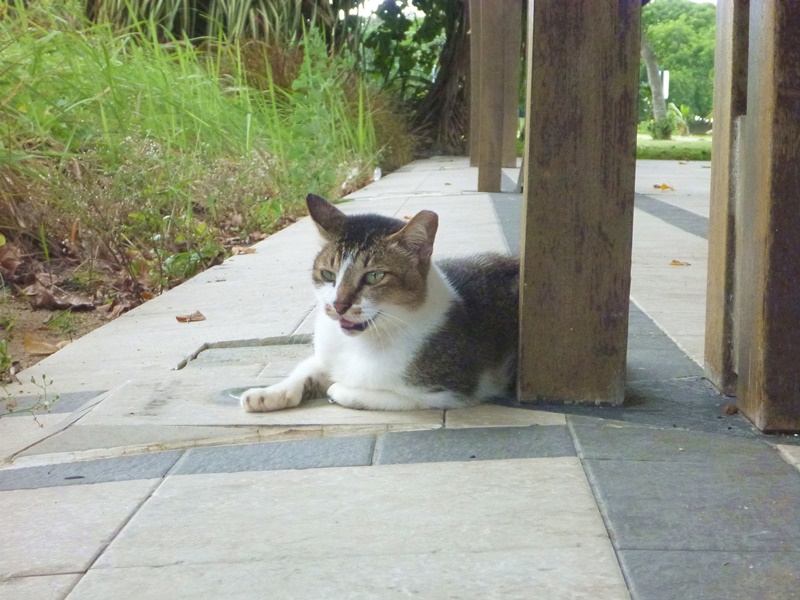 セントジョンズ島の休憩所の猫