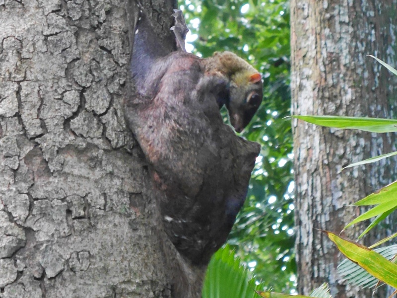 シンガポール動物園で見つけた毛づくろいをするマレーヒヨケザル
