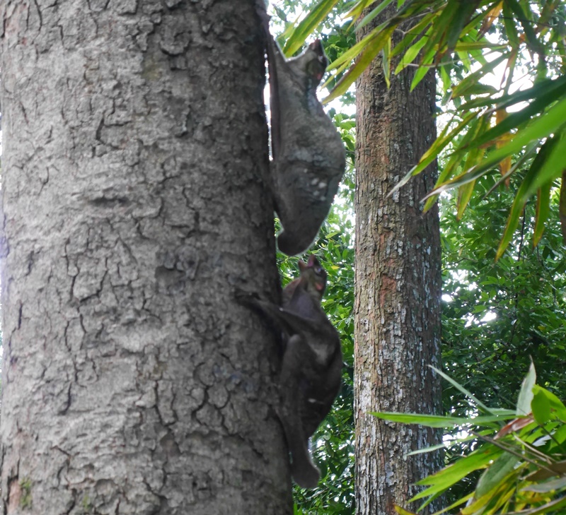 シンガポール動物園で見つけた噛まれて驚いた様子のマレーヒヨケザル
