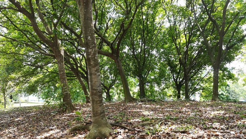 シンガポールのAdmiralty Park内の森
