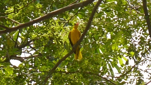 Admiralty Parkで見かけた黄色い鳥