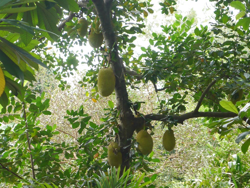 ジェイコブバラスチルドレンズガーデン内のジャックフルーツの木